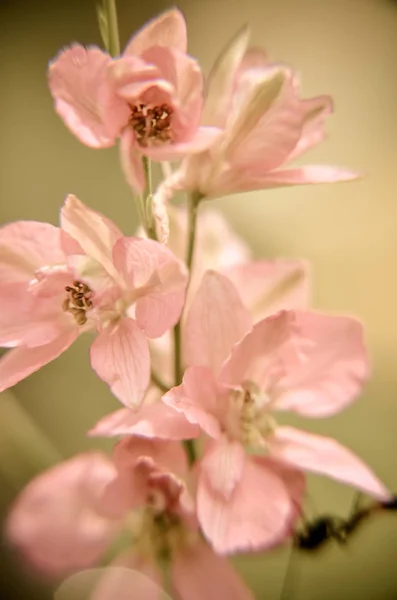 Soft background of tiny pink flowers — Stock Photo, Image