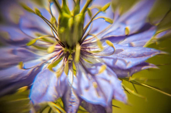 Nigella Damascena roślina kwitnąca z różnymi odcieniami niebieskich kwiatów w kwietniki — Zdjęcie stockowe