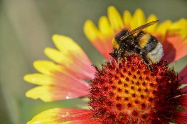 Včela Žluté Oranžové Květu Rudbeckia Černooká Zuzana Closeup — Stock fotografie