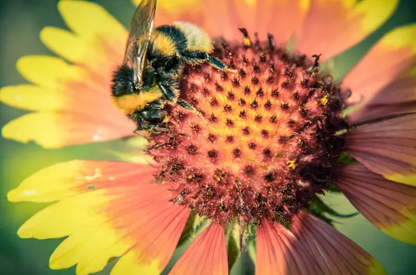 Abeja Amarillo Naranja Flor Cabeza Rudbeckia Ojos Negros Susan Primer —  Fotos de Stock