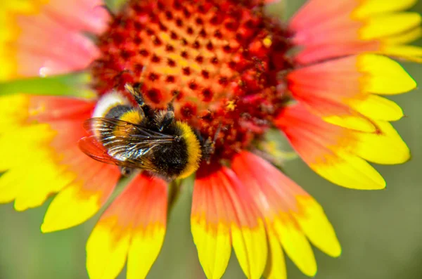 Pszczoła Żółty Pomarańczowy Kwiat Głowy Rudbeckia Black Eyed Susan Zbliżenie — Zdjęcie stockowe