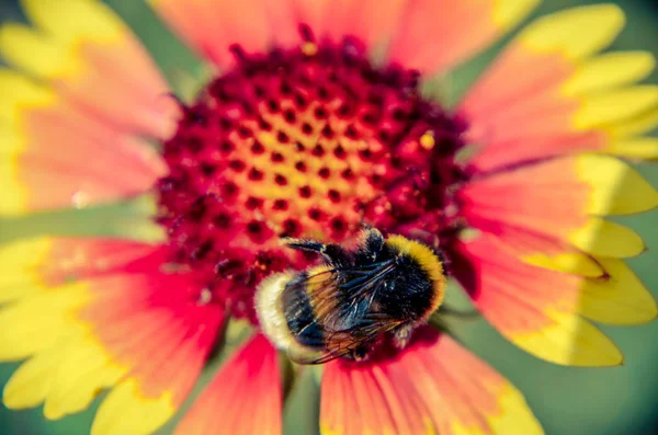 蜜蜂在黄色和橙色的花头黑心黑眼睛苏珊特写 — 图库照片