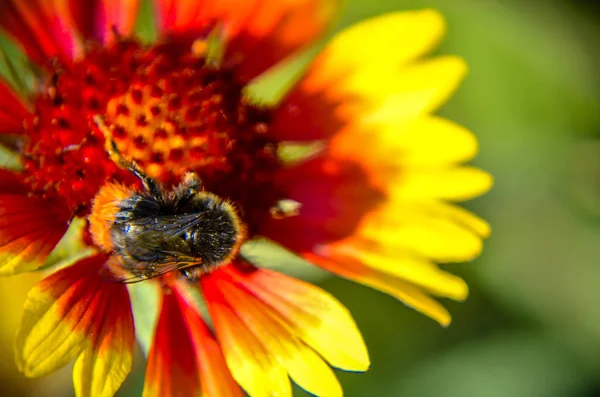 Bee on yellow and orange flower head rudbeckia black-eyed susan closeup