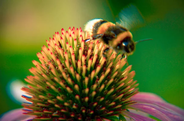 大黄蜂在紫锥菊花紫色金光菊特写 — 图库照片