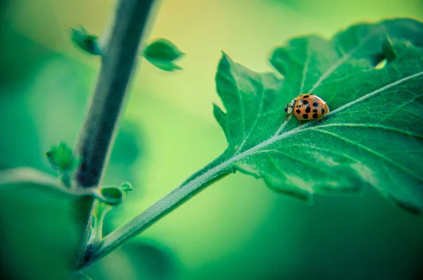 Ladybug Leaf Ladybug Enjoying Some Quite Time Leaf Herb — Stock Photo, Image