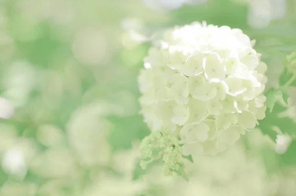 Белая Hydrangea Arborescens Аннабель Кустарник Цветочный Фон — стоковое фото