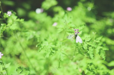 Kelebek çiçek ve çim üzerinde beyaz lahana
