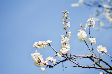 Kayısı çiçeği brunch mavi gökyüzü üzerinde stüdyo çekim
