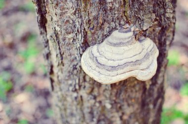Bahar adlı bir orman portre bir ağaç üzerinde mantar