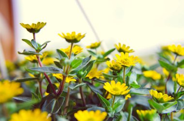 Ahşap arka plan ve yeşil yapraklar üzerinde küçük sarı çiçekler