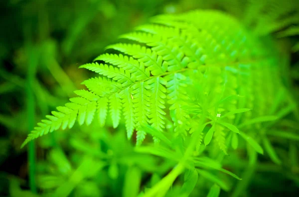 Feuille Verte Fraîche Dans Fond Forêt — Photo