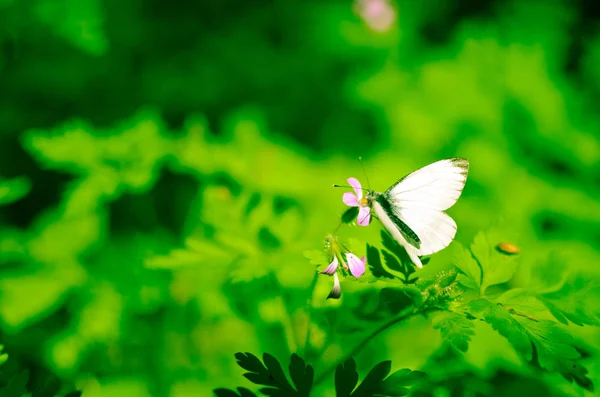 Pequeña Mariposa Col Blanca Flor Hierba — Foto de Stock