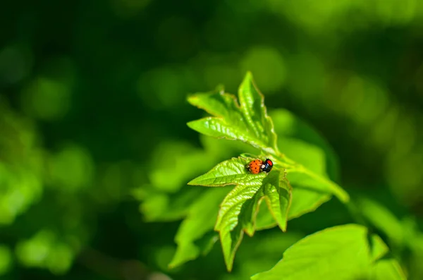 Apareamiento Insectos Mariquita Apareamiento Hoja Verde Con Sol —  Fotos de Stock