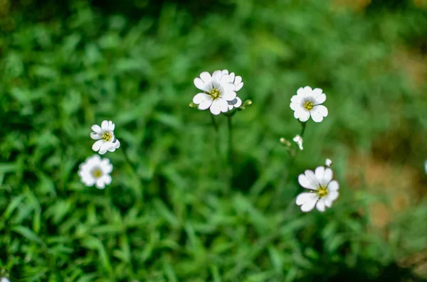 Liten Vit Daisy Eller Andra Blommor Det Gröna Gräset — Stockfoto