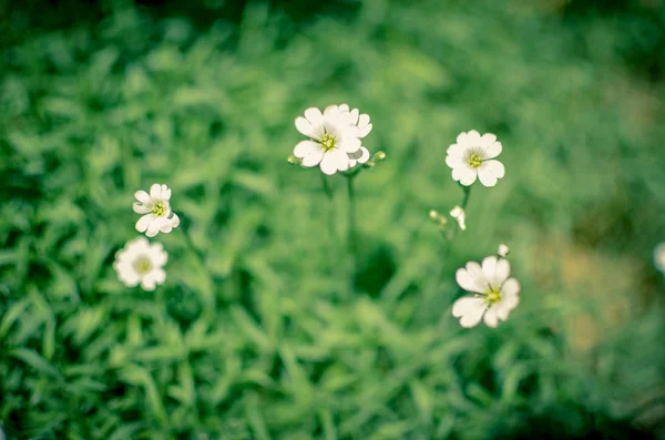 Μικρή Λευκή Μαργαρίτα Άλλα Λουλούδια Στο Πράσινο Γρασίδι — Φωτογραφία Αρχείου