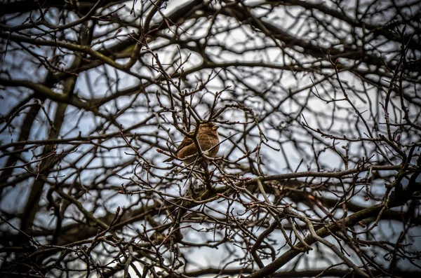 Pole Sparrow Sedící Větvi Pozadí Větví — Stock fotografie