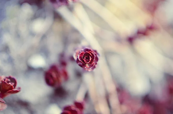 Зелений Червоний Соковитий Квітковий Орнамент Основі Саксофонічного Виборчого Права Клумбі — стокове фото