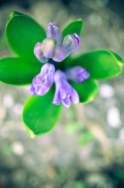 Bebek Ağaç Sümbül Çiçek Bahçesinde Yere — Stok fotoğraf