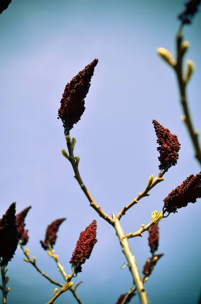 Sumac Staghorn Sumac Veludo Rhus Typhina Contra Céu Primavera — Fotografia de Stock