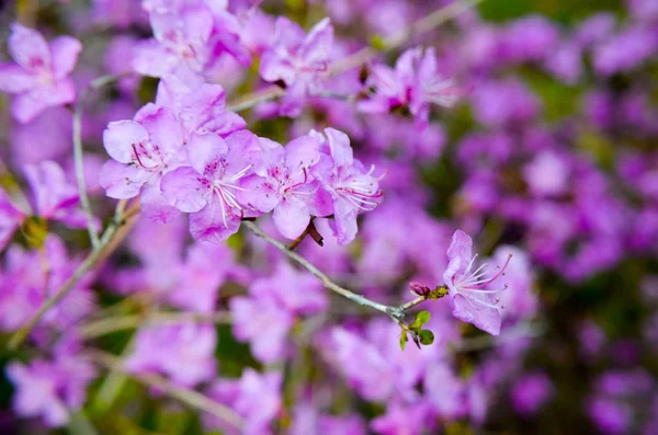 Zbliżenie Zdjęcie Piękne Różanecznik Różowy Ogrodzie Botanicznym — Zdjęcie stockowe