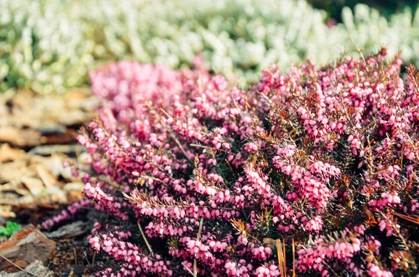 ヒースの庭でギョリュウモドキヴァガリス ピンク花 — ストック写真
