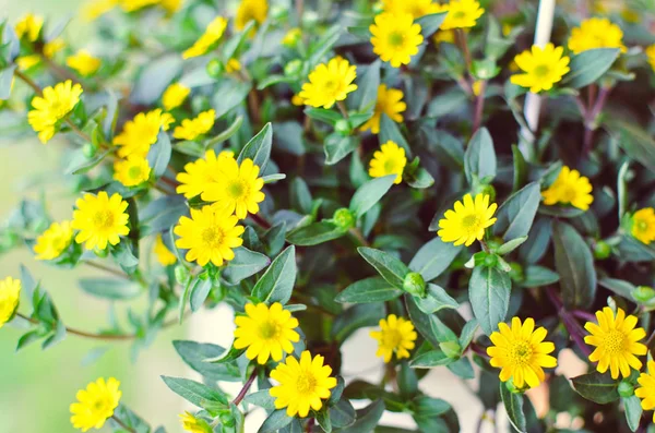 Small Yellow Flowers Wood Background Green Leaves — Stock Photo, Image
