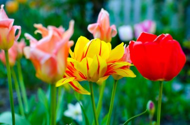 Seçici odak ile kırmızı ve sarı lale