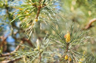Çam branchlets erken bahar resmini