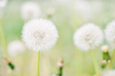 Beyaz ve yeşil renklerde açık havada karahindiba tohum