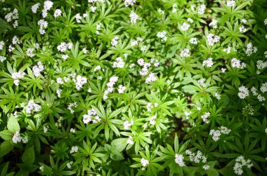 Bahar çiçek arka plan, kardelen.