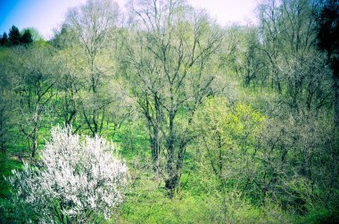 Bahar doğa. Güzel manzara. Yeşil çim ve ağaçların park