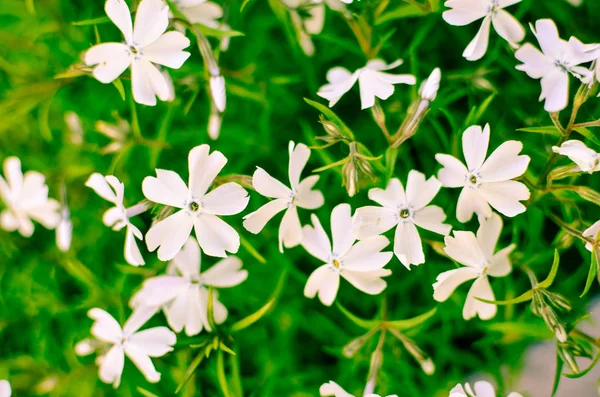 白色的花朵和绿叶招手和选择性的焦点 — 图库照片