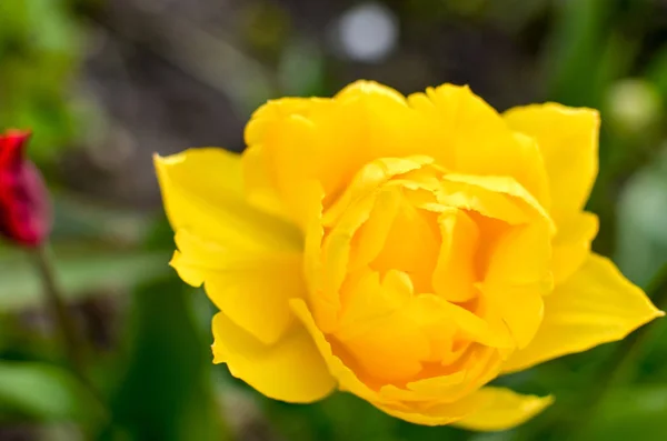 Gelbe Tulpe im Garten — Stockfoto