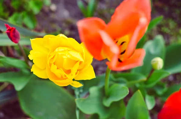 Rote und gelbe Tulpen mit selektivem Fokus — Stockfoto