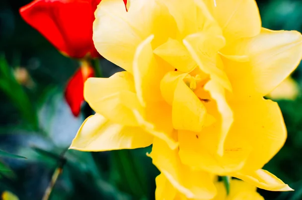 Rote und gelbe Tulpen mit selektivem Fokus — Stockfoto