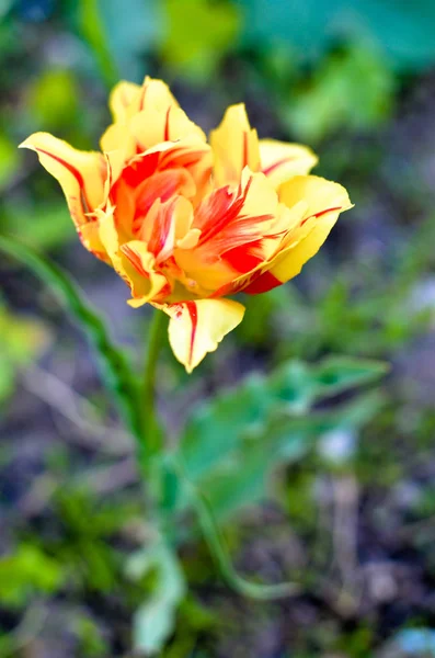 Tulipanes rojos y amarillos con enfoque selectivo — Foto de Stock