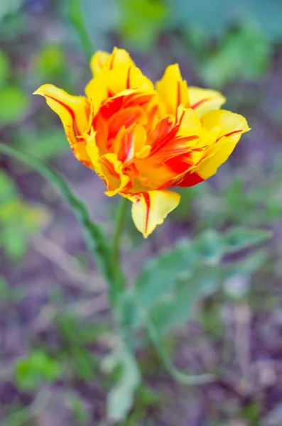 Красные и желтые тюльпаны с избирательным фокусом — стоковое фото