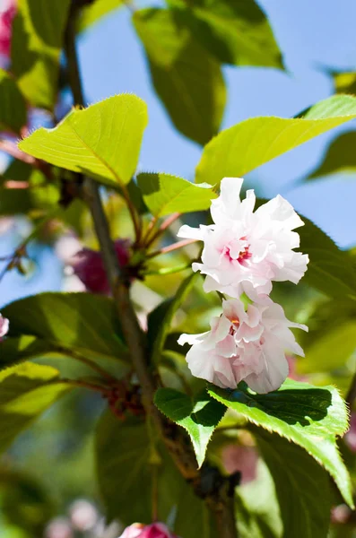 Весенняя розовая черешня на фоне голубого неба — стоковое фото