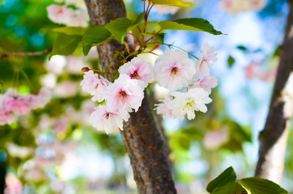 Spring Pink Cherry Blossoms with Blue Sky Background — Stock Photo, Image