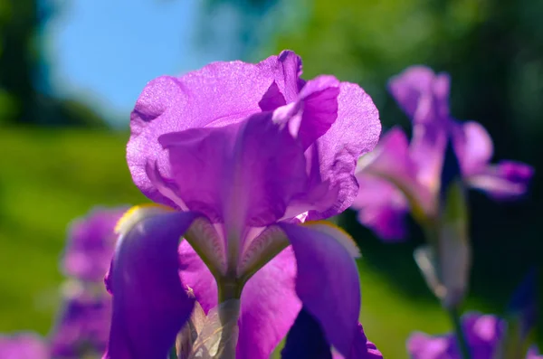 夏の雨の滴で覆われた野生の虹彩のバイオレットブルーの花は 草原の草の緑の背景に — ストック写真