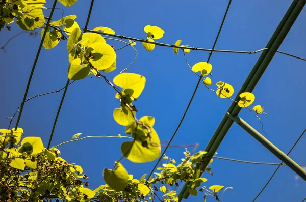 Zelené Listy Aristolochia Makrofyla Nebo Pipevin Obloze Jako Pozadí — Stock fotografie