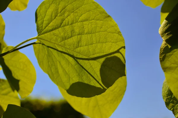 Follaje Verde Aristolochia Macrophylla Pipevin Cielo Como Fondo —  Fotos de Stock