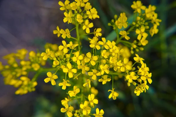 Kleine Gelbe Blüten Auf Dem Grashintergrund Und Grüne Blätter — Stockfoto