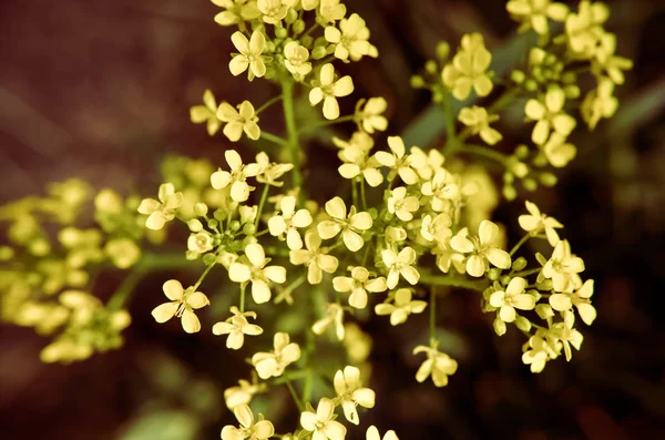 Pequenas Flores Amarelas Fundo Grama Folhas Verdes — Fotografia de Stock