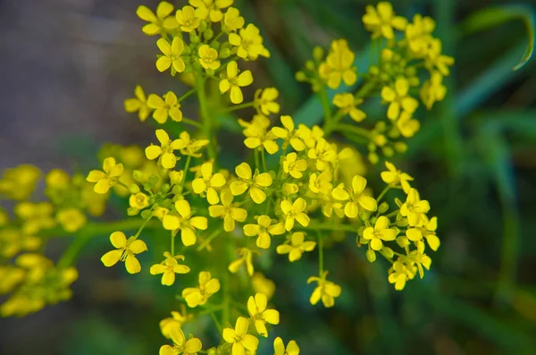 Kleine Gelbe Blüten Auf Dem Grashintergrund Und Grüne Blätter — Stockfoto