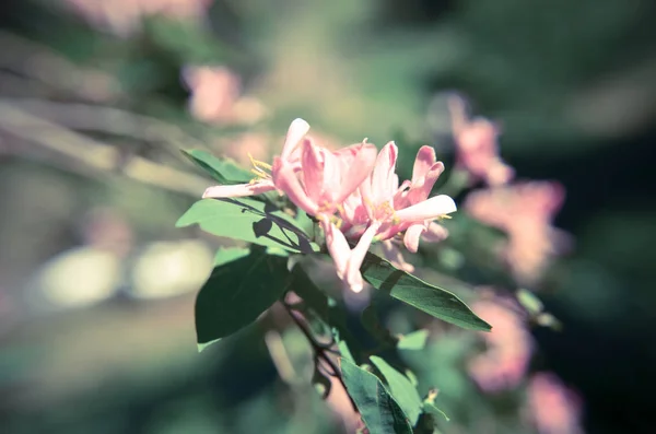 Почки Душистые Розовые Lonicera Caprifolium Perfolium Honeyscle Естественным Фоном Листьев — стоковое фото