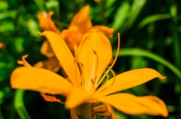 Mooie Oranje Lelie Bloemen Zomer Tuin Behang Foto — Stockfoto