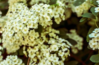 Beyaz Spirea İlkbaharda Bush 'ta çiçek açar. Spiraea çiçekleri dekoratif bahçe ve orman yönetiminde çok değerlidir. Bitki peyzaj ve organizasyonlarda yaygın olarak kullanılır..