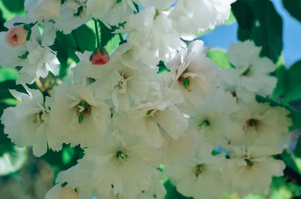 Spring Pink Cherry Blossoms Blue Sky Background Photo — Stock Photo, Image