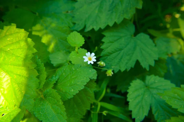 Wiosna Asperula Graveolens Białe Kwiaty Poziome Tło — Zdjęcie stockowe